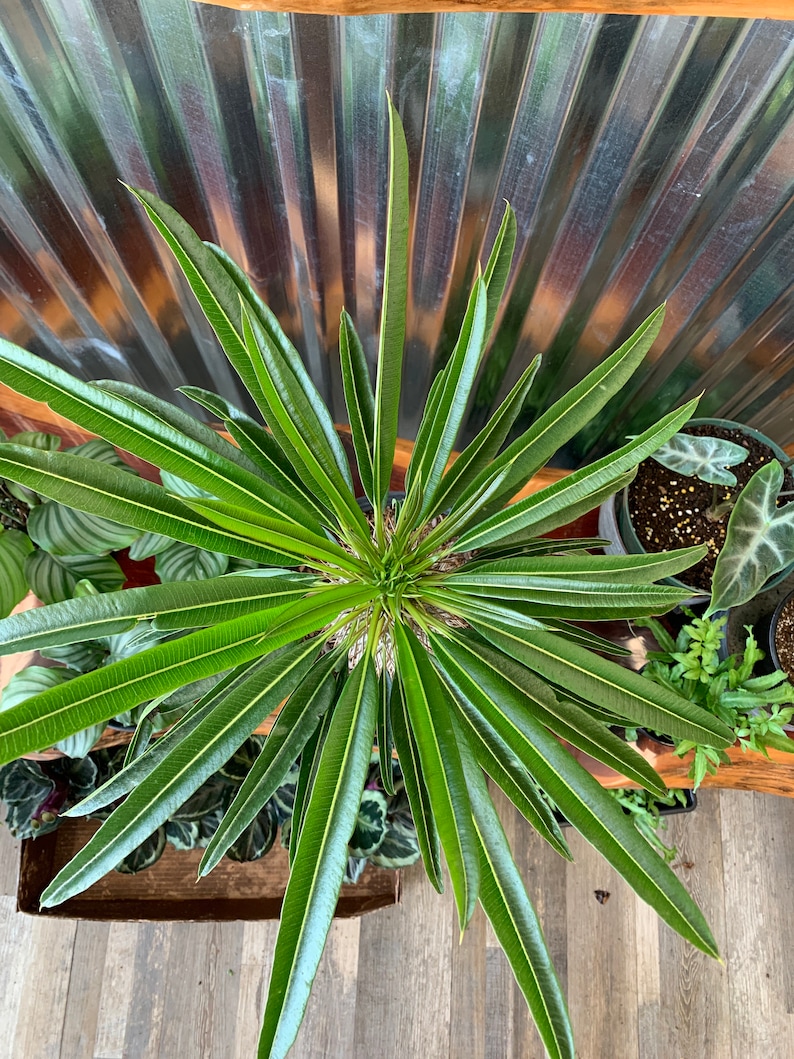 Madagascar Palm Pachypodium Lamerii 15 / 40 HUGE image 3