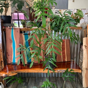 May include: Four wooden serving trays with blue and red epoxy resin inlay. The trays are arranged on a wooden table with a live plant in the foreground.