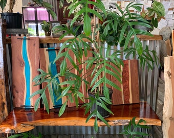 Philodendron Quercifolium Thin Leaf / Narrow Form,, SUPER RARE !! 10 inch to 13 inch leaves