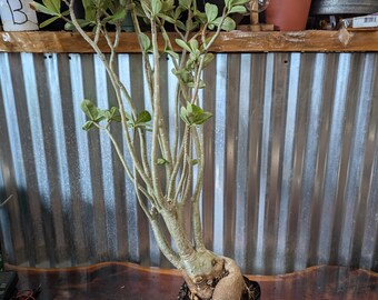 その他観葉植物 Musa Wah Kom Mint その他観葉植物 Musa Wah Kom Mint Musa 'Nam Wa Kum' variegated