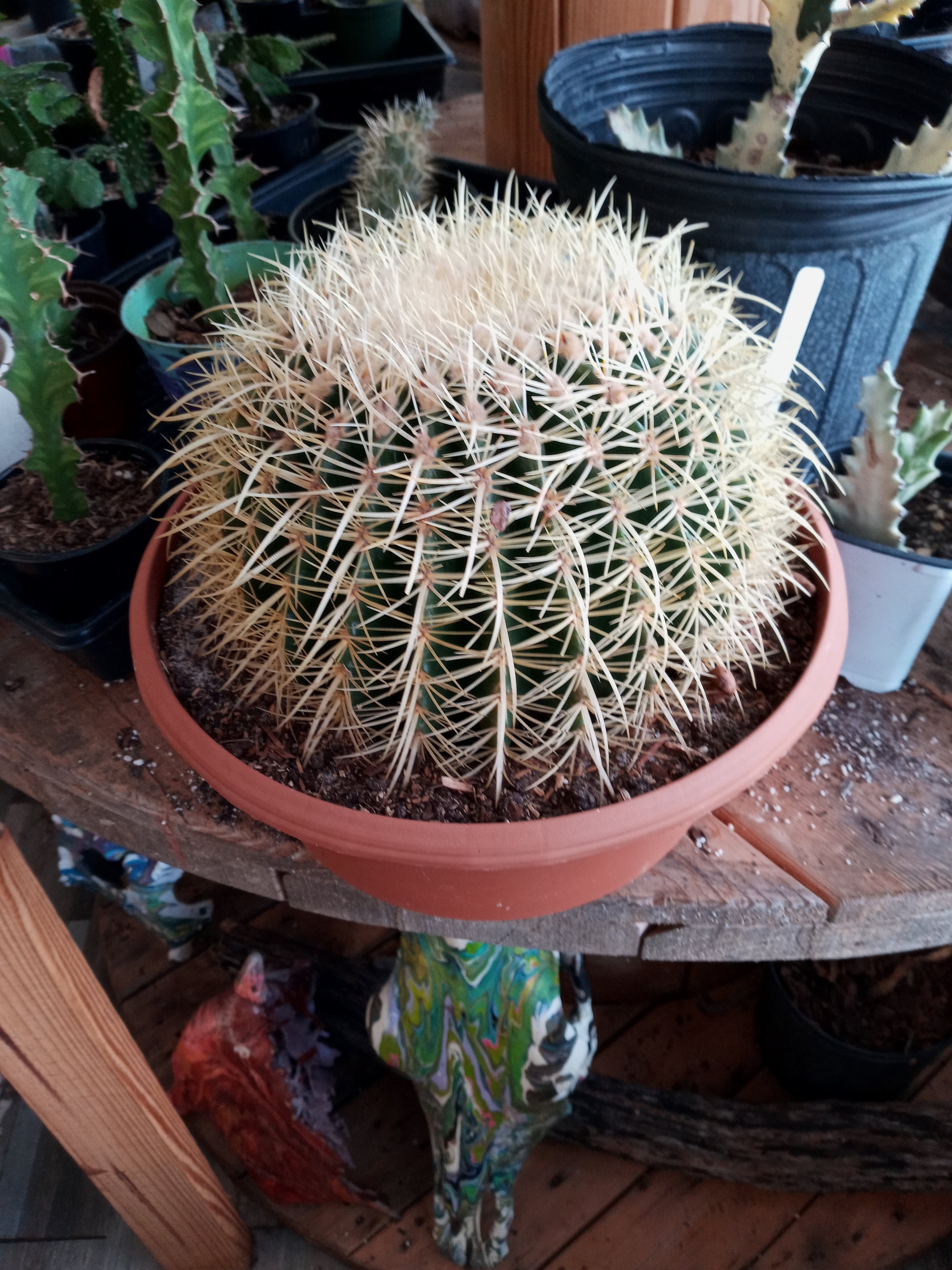 Golden Barrel Cactus Nice LARGE Plant 5" to 6" Wide Echinocactus grusonii 6" Pot 