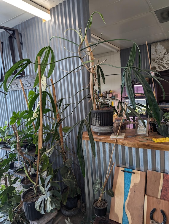 philodendron melanochrysum wymagania Philodendron melanochrysum – Carnivero