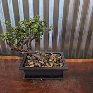 May include: A small bonsai tree with vibrant green leaves and a textured trunk. The tree is planted in a square black pot filled with small pebbles. The pot sits on a wooden surface, with a corrugated metal background.