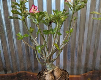 Anthurium [tezula (red Crystallinum X Ace of Spades) X NOID] X