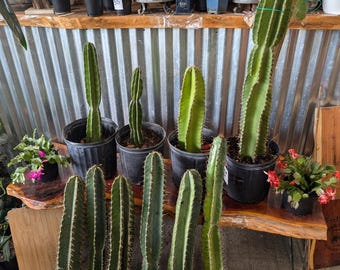 Apple Cactus Peruvian - Cereus Repandus ROOTED and CUTTING