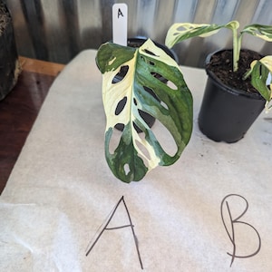 Variegated Adansonii Albo Monstera Rooted ACTUAL Plant / 10% OFF !!!!
