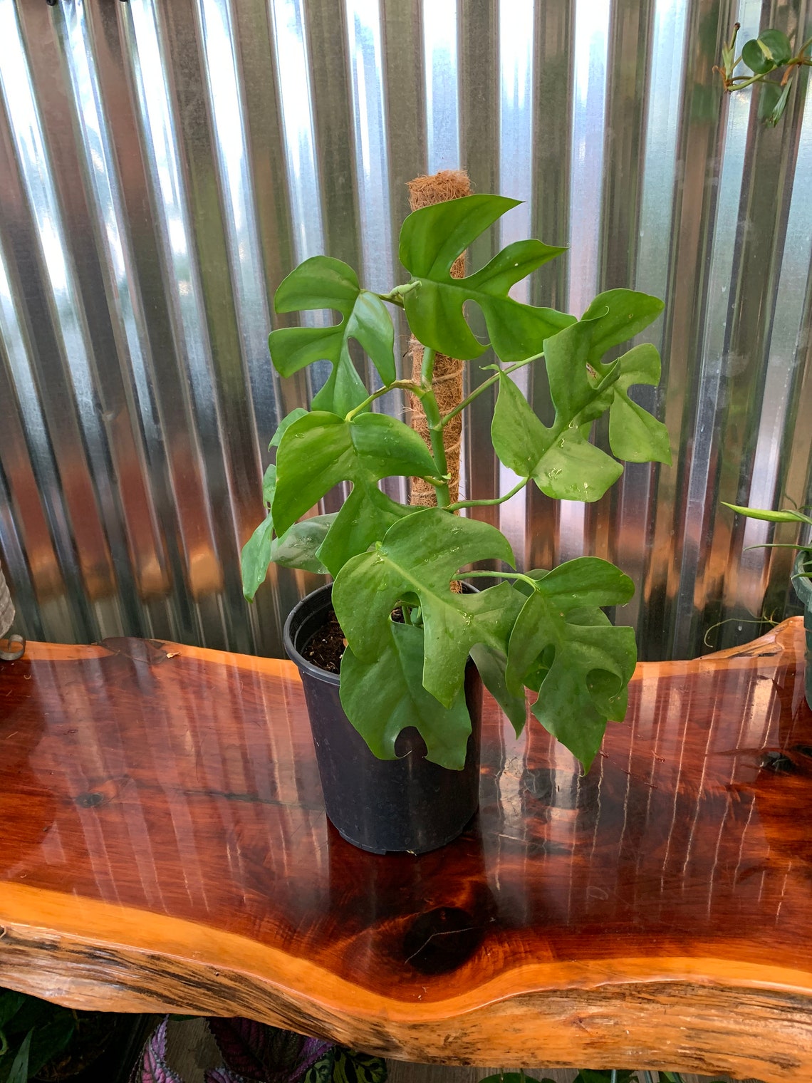 rhaphidophora tetrasperma moss pole