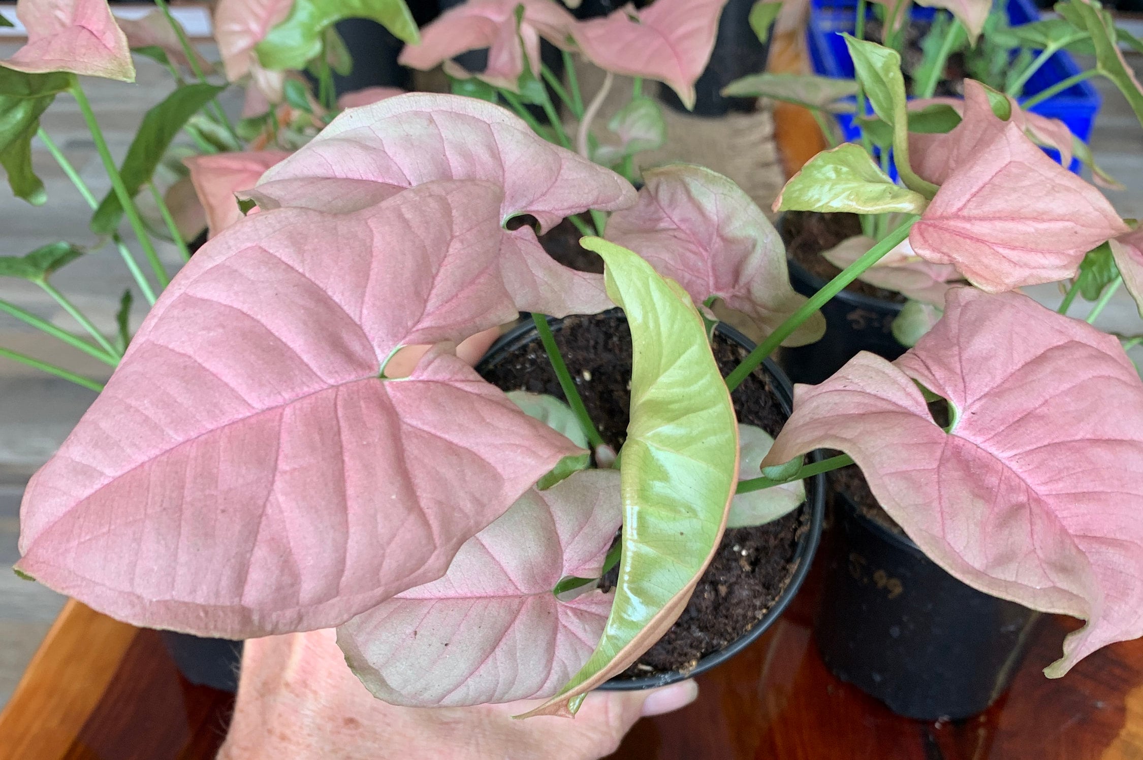 Syngonium Pink Neon Shipped in 4 inch pot