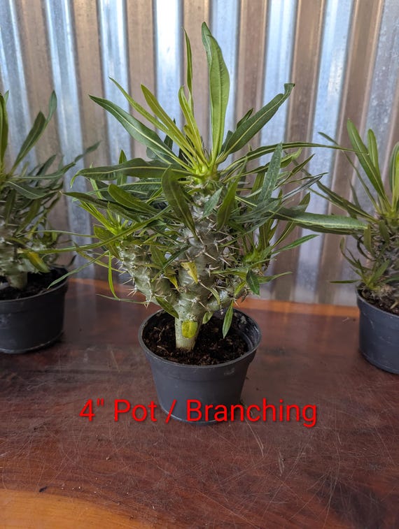 Madagascar Palm Pachypodium Lamerii 15