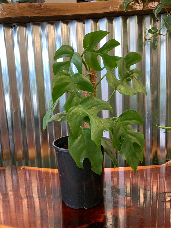 rhaphidophora tetrasperma moss pole