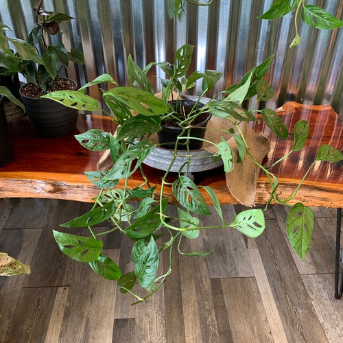 Giant Monstera Deliciosa Swiss Cheese Plant the Perfect Etsy