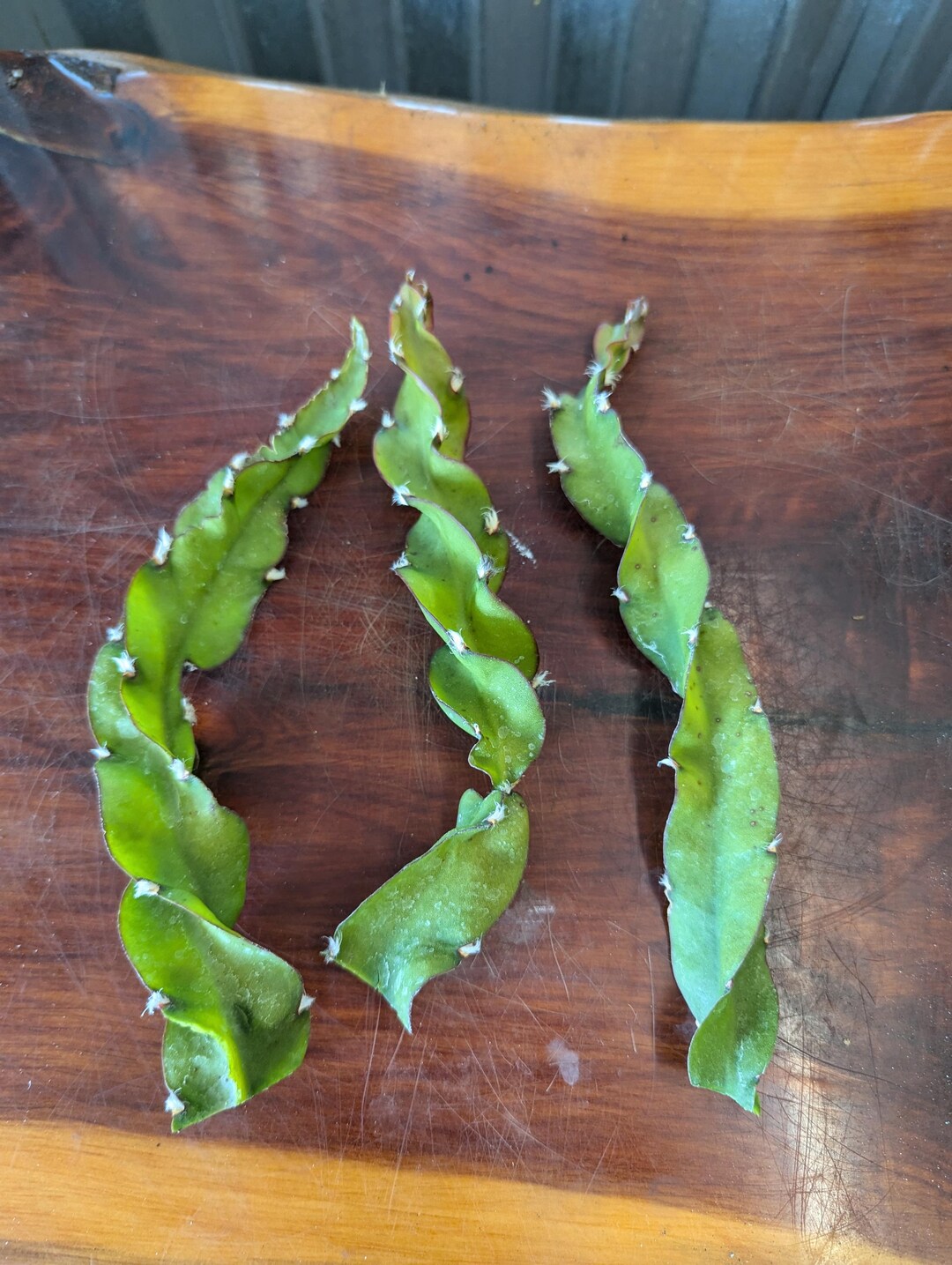 Rhipsalis (Lepismium) Cruciforme 'Super Red Clone' – Jungle Cactus Cutting
