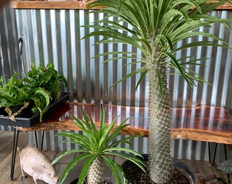Madagascar Palm Pachypodium Lamerii 15" - 36"+HUGE !!!