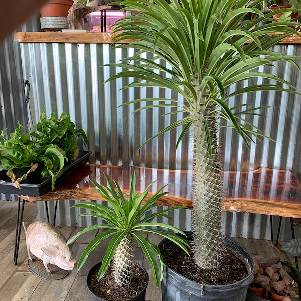 Madagascar Palm Pachypodium Lamerii 15" / 40"+ HUGE !!!