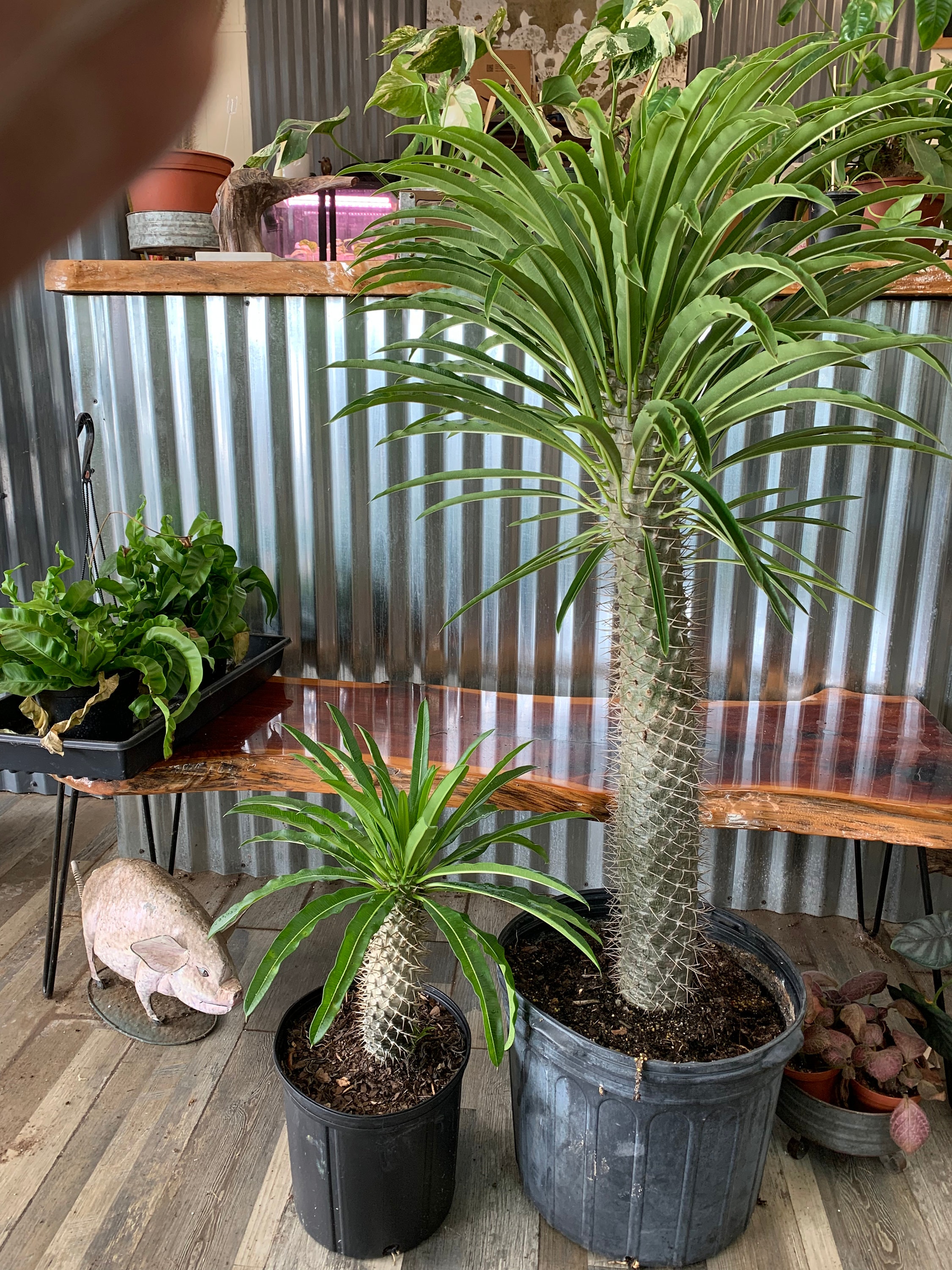 Madagascar Palm Pachypodium Lamerii 15 40 HUGE Etsy
