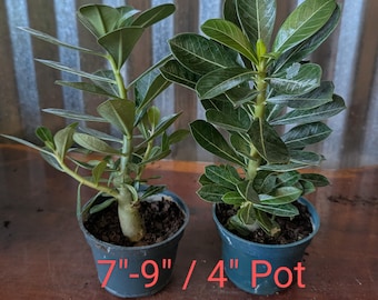 Desert Rose Adenium Obesum / LARGE Seedlings Branching / 4-6" inch pots  Super Healthy / Red, Pink and White / ships in POT