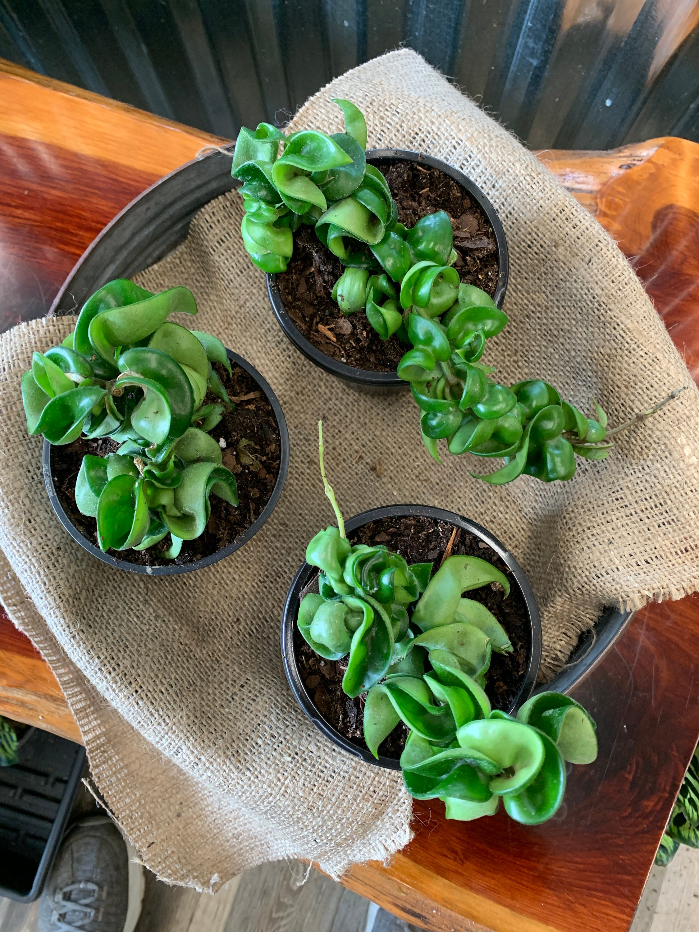 Full 4 inch pots Hoya compacta Hindu rope Etsy