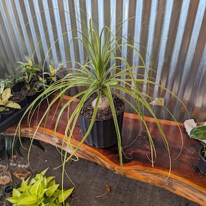 ponytail palm cold tolerance Ponytail Palm | Palm Trees For Sale