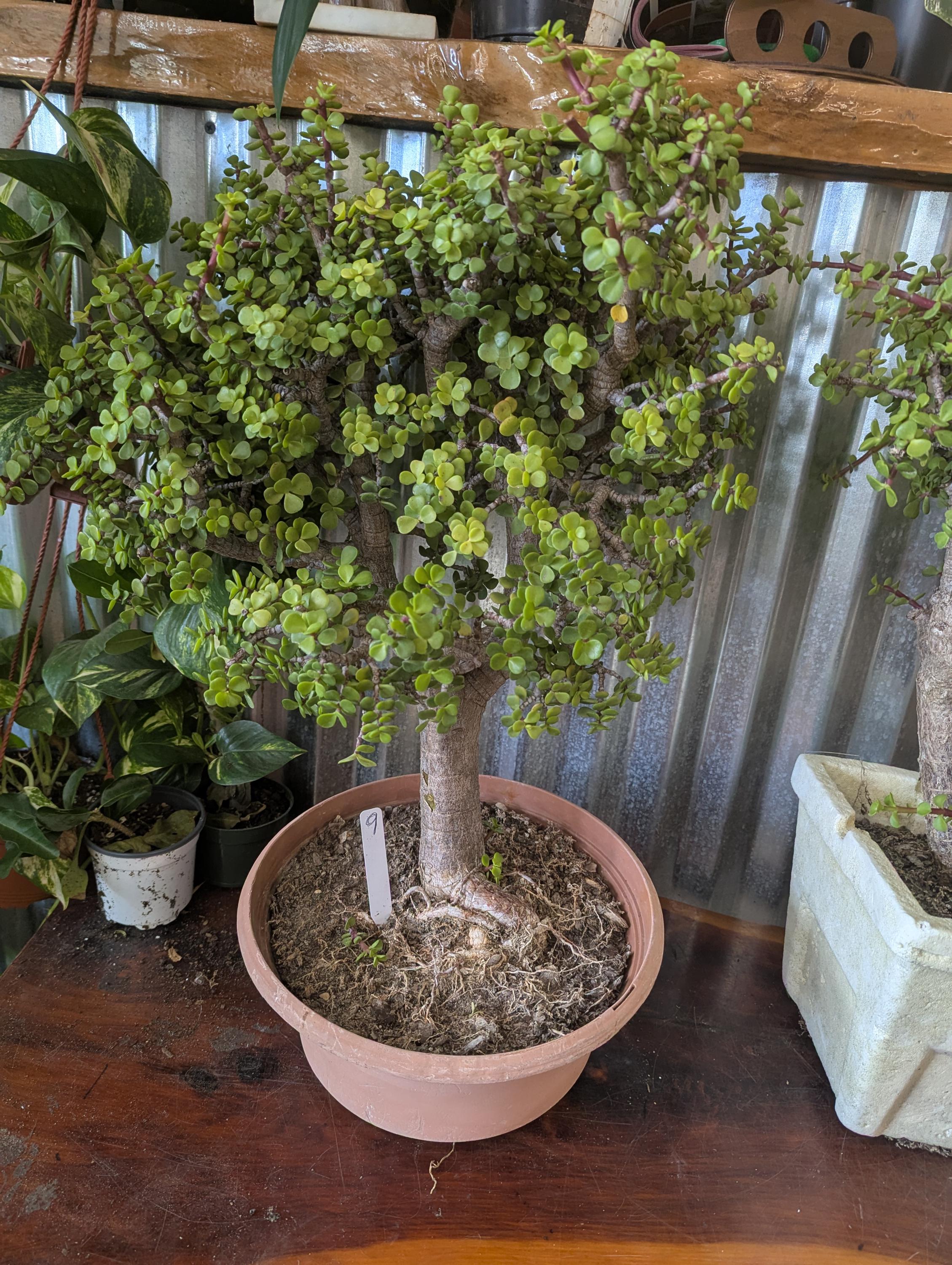Portulacaria Afra Bonsai Tree" / Elephant Bush / Jade Plant / - Etsy