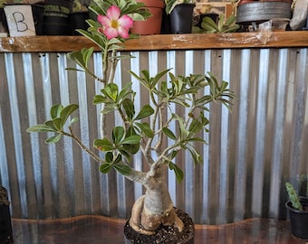 US Seller - Hoya Carnosa Madara 'snow Angel' - Etsy