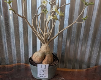 Desert Rose Adenium Obesum bonsai, EXACT plants pictured , choose from drop down menu