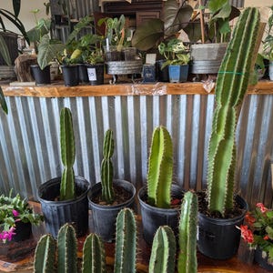 Apple Cactus Peruvian- Cereus Repandus ROOTED and CUTTING