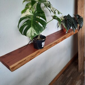 May include: A wooden shelf with a live edge, mounted on a white wall. Two potted plants are on the shelf, one with variegated leaves and the other with dark green leaves.