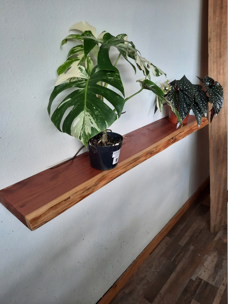 May include: A wooden shelf with a live edge, mounted on a white wall. Two potted plants are on the shelf, one with variegated leaves and the other with dark green leaves.