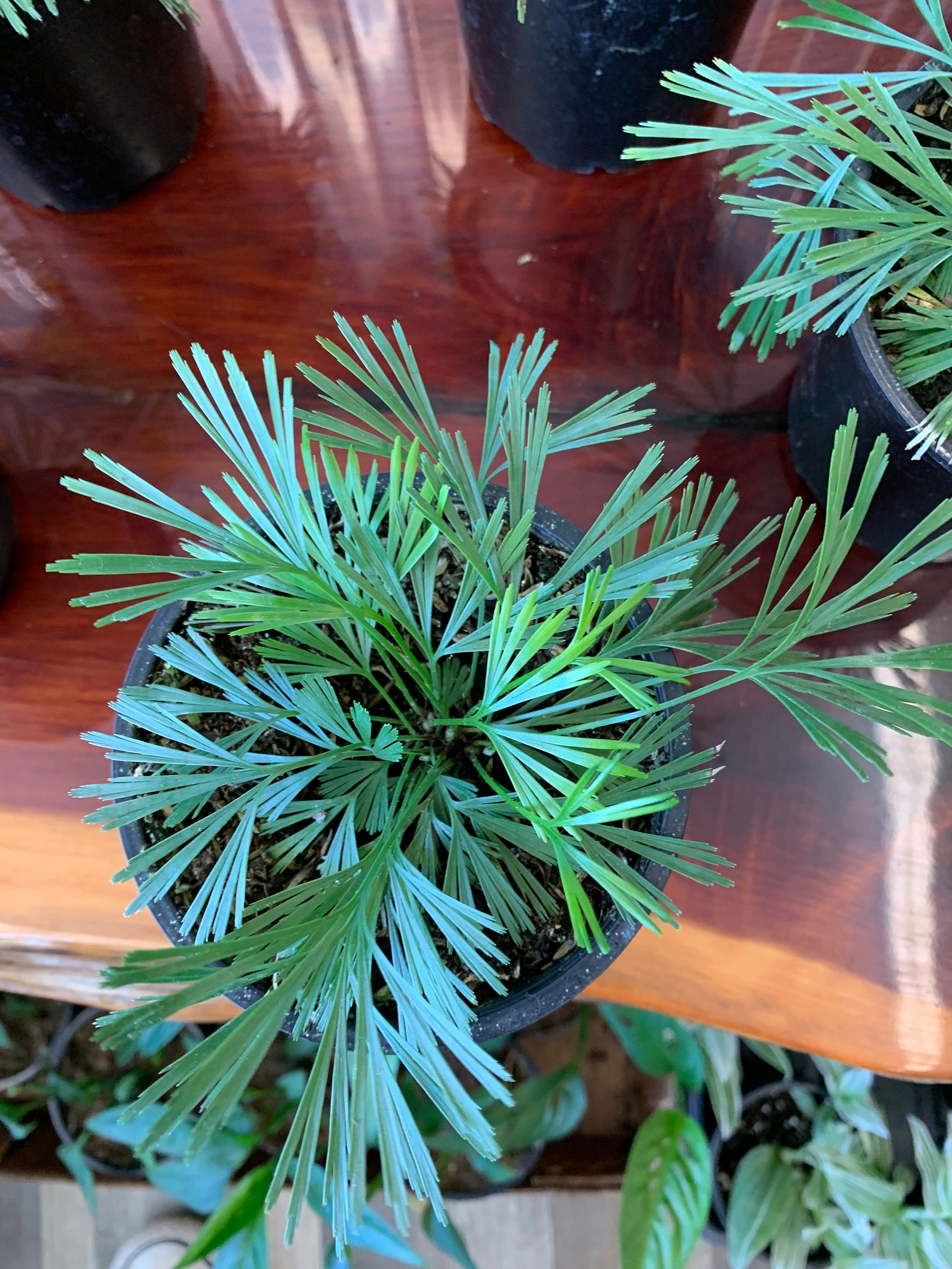 Eye lash fern Ray fern 4 inch POTunusual Rare unique Etsy