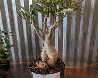US Seller - Hoya Lyi NOID Unrooted ONE Node Cutting- Seller's