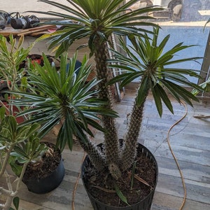 Madagascar Palm Pachypodium Lamerii 15 / 40 HUGE image 6