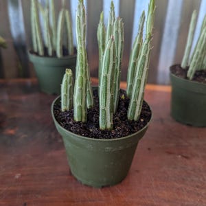 pickle plant / 4 inch pot