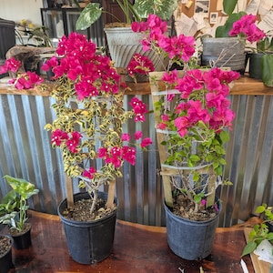 Bougainvillea /  assorted colors 31&quot; tall / Variegated or Regular