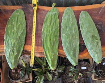 Prickly Pear cactus pad cutting, HUGE  12 -15&quot;  cactus cutting / Opuntia