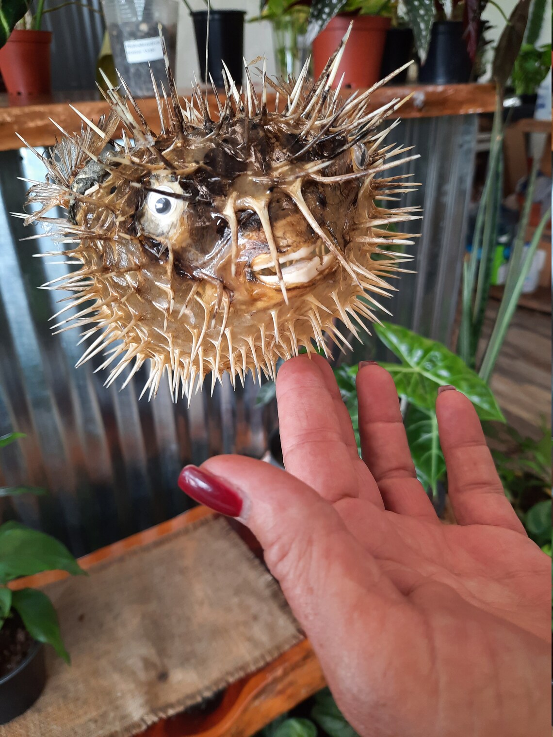 Real Dried Puffer Fish Taxidermy Porcupine Puffer Hanging Fish Etsy