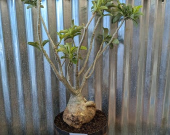 Desert Rose Adenium Obesum bonsai, EXACT plants pictured , choose from drop down menu