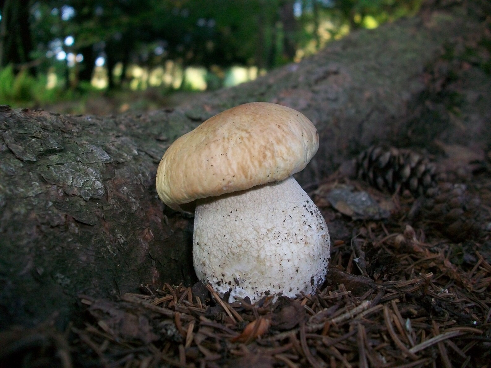 Dried Wild Porcini Mushroom Slices Boletus edulis Etsy