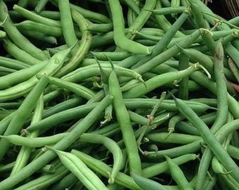 BEAN, Provider Bush Bean Seeds, Heirloom, NON- GMO, Country Creek Acres