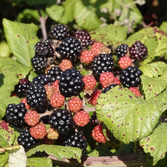 Ebony King BlackBerry Bare Root Plant A Mostly Thornless Etsy