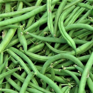 May include: A close-up image of a bunch of fresh green string beans. The beans are arranged in a pile, with some of the beans overlapping each other.