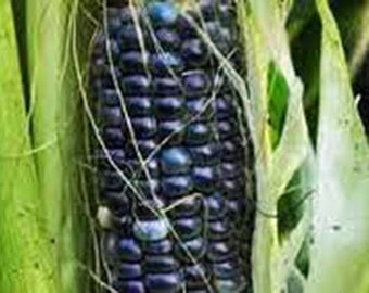 Amethyst Mountain Corn ~20 Top Quality Seeds EXTREMELY RARE Organic NON-GMO 