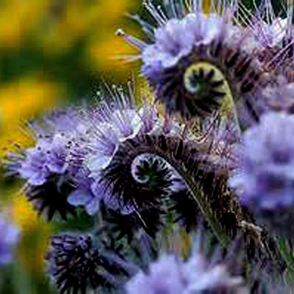 LACY PHACELIA