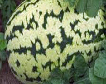 May include: A watermelon with a unique black and white striped pattern. The watermelon is round and has a smooth surface.