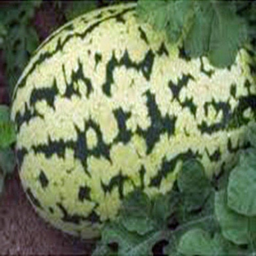 Watermelon Seeds, Klondike Striped Blue- Ribbon Seeds, Heirloom, NON-GMO Seeds. Country Creek Acres