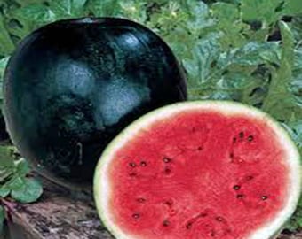 Watermelon Seeds, Sugar Baby Seeds, Heirloom, NON-GMO. Country Creek Acres