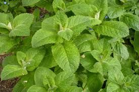 Peppermint Seeds - Grow Your Own Fresh Herbs for Teas, Cocktails, and Culinary Delights! - Renowned for its Distinct and Refreshing Aroma