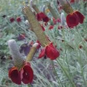Red Mexican Hat Seeds - A Fiery Burst of Color for Your Garden!