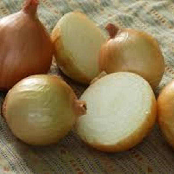 Short Day Onion Sets Etsy