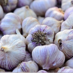 May include: A close-up of a group of garlic bulbs. The garlic bulbs are white with purple stripes and have a papery skin.