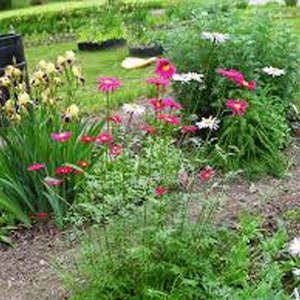 May include: A garden bed with a variety of flowers in bloom, including pink and white daisies, yellow irises, and red poppies.